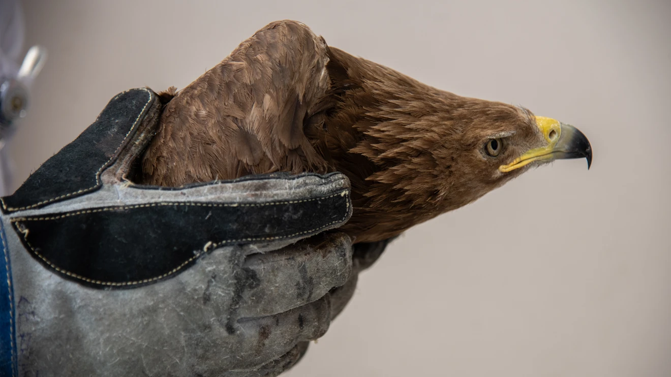 Yaralı kaya kartalı, Selçuk Üniversitesinde tedavi ediliyor